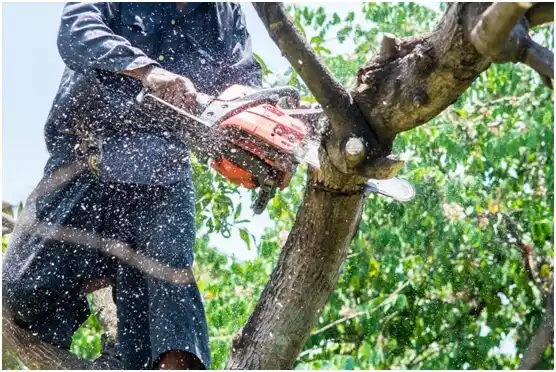 tree services Virginia Beach